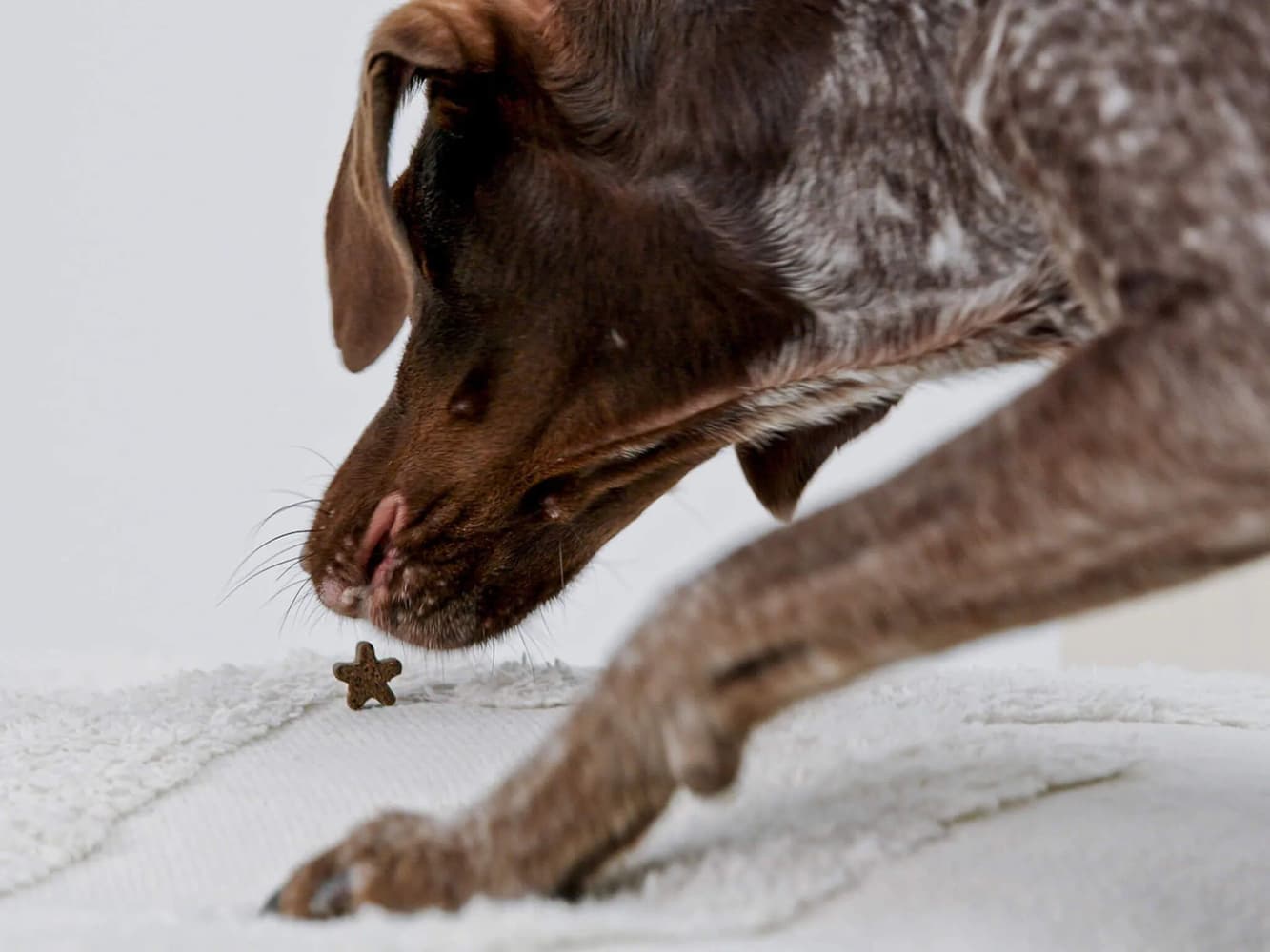 Insektsbaserat Hundgodis för Avkoppling 100 g, view: 1