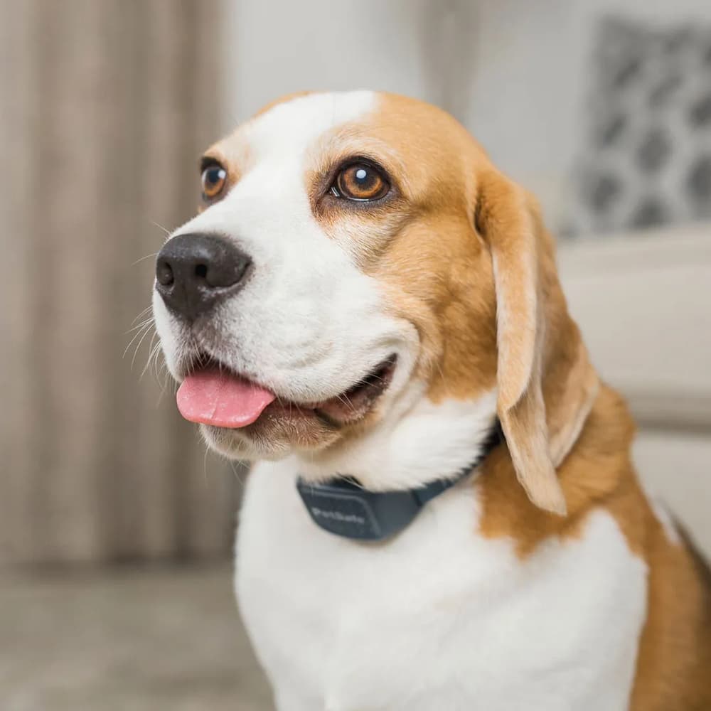 Petsafe Audible Bark Collar EU, view: 4