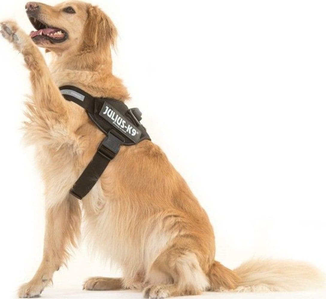 Julius-K9 IDC Powerharness Black XL-2XL, view: 2