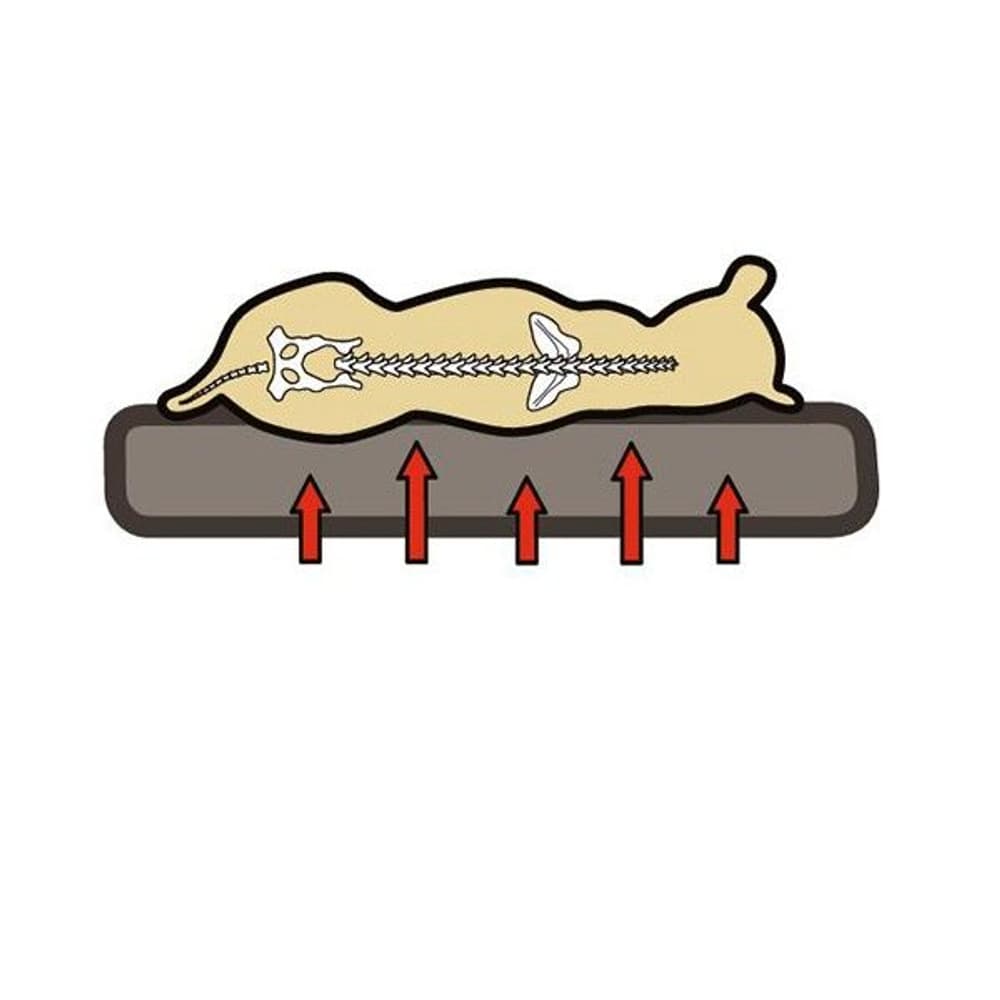 OrthoBed Oval, view: 2