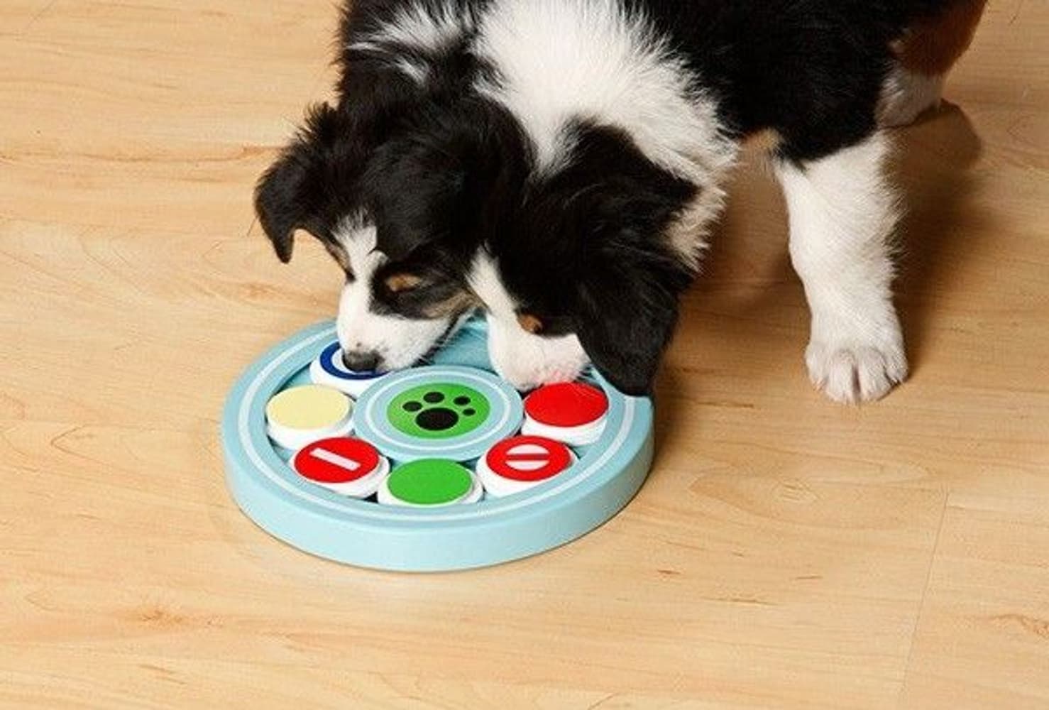 Doggy Brain Train Candy, view: 2