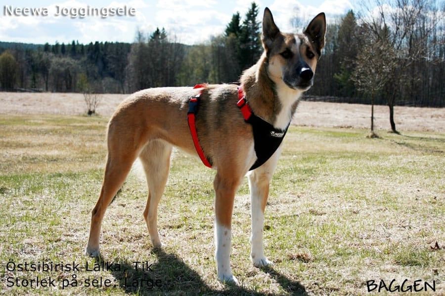 Joggingsele Röd, view: 2