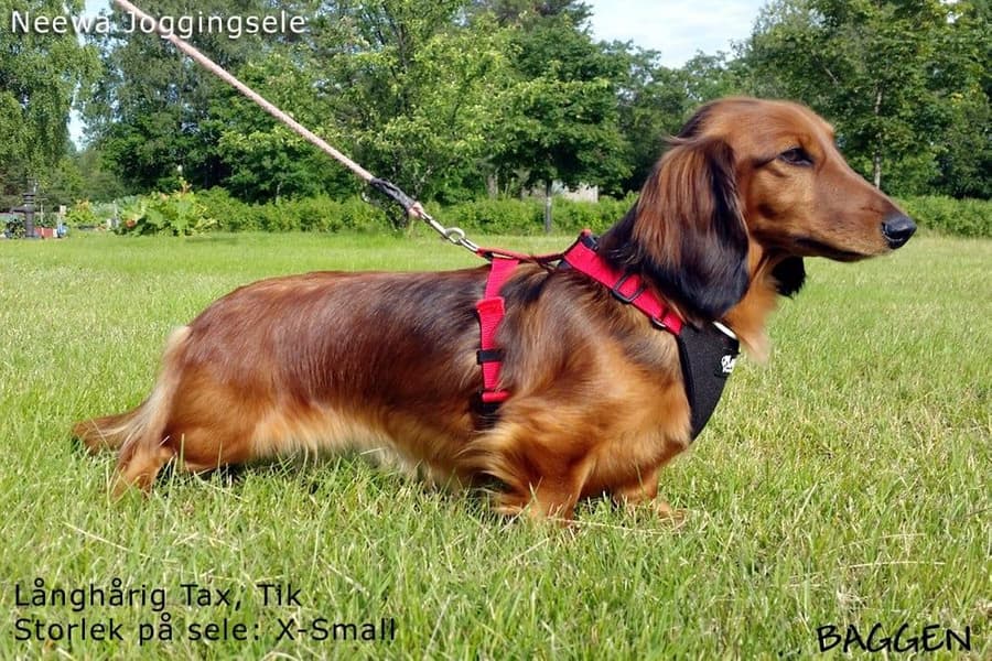 Joggingsele Röd, view: 4