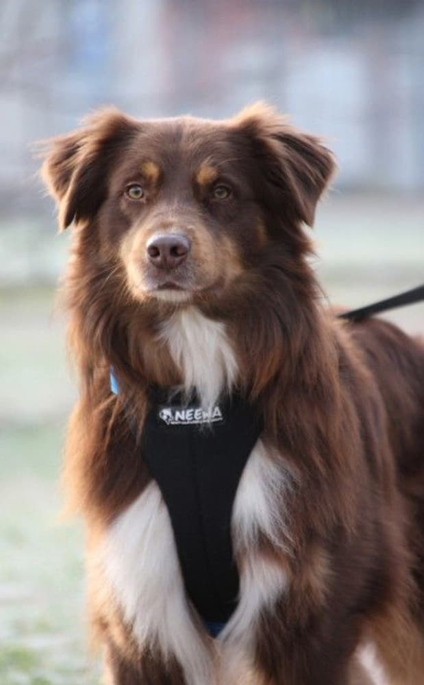 Joggingsele Svart, view: 2