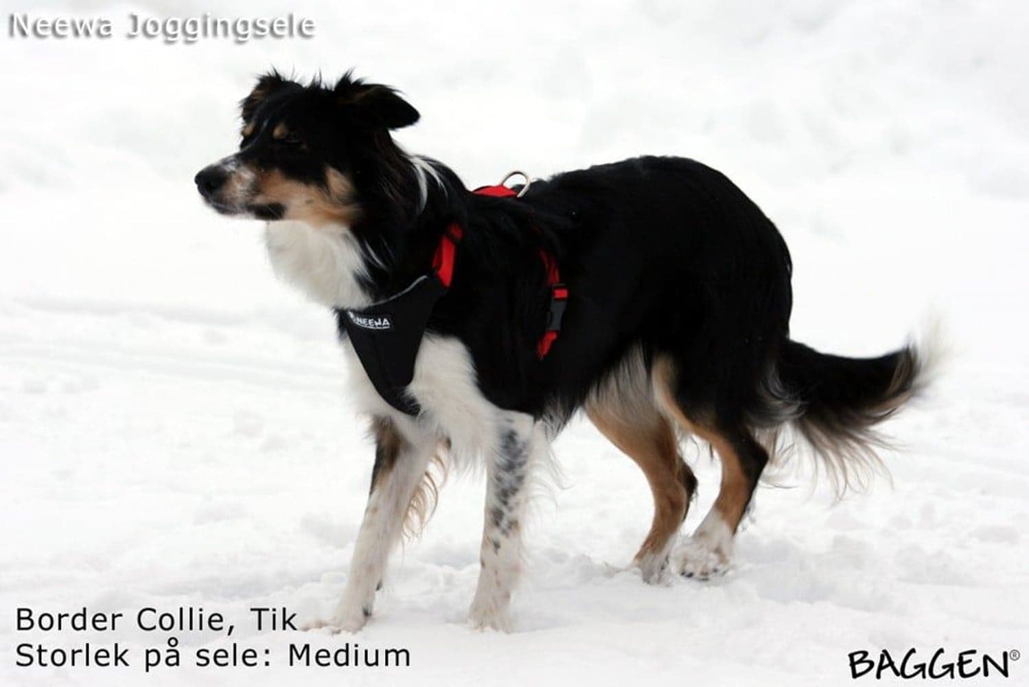 Joggingsele Röd, view: 5