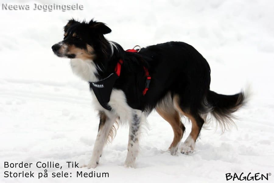 Joggingsele Röd, view: 5