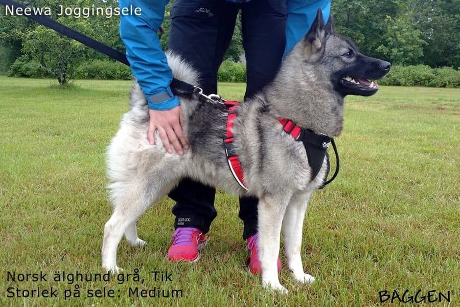 Joggingsele Röd, view: 3