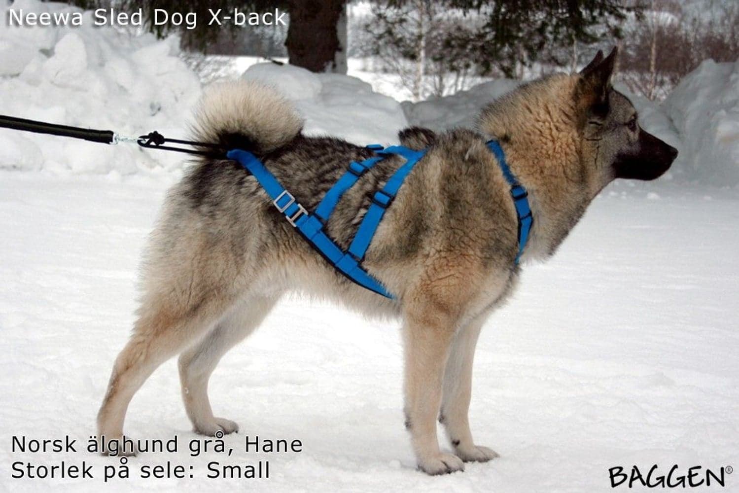 Sled Dog X-Back Gul, view: 2