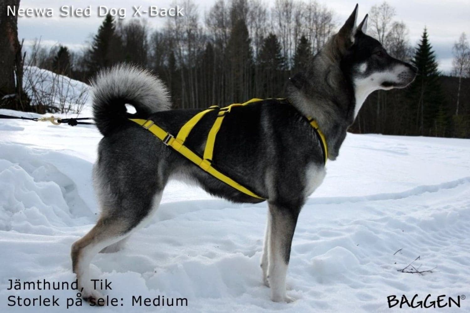 Sled Dog X-Back Gul, view: 4