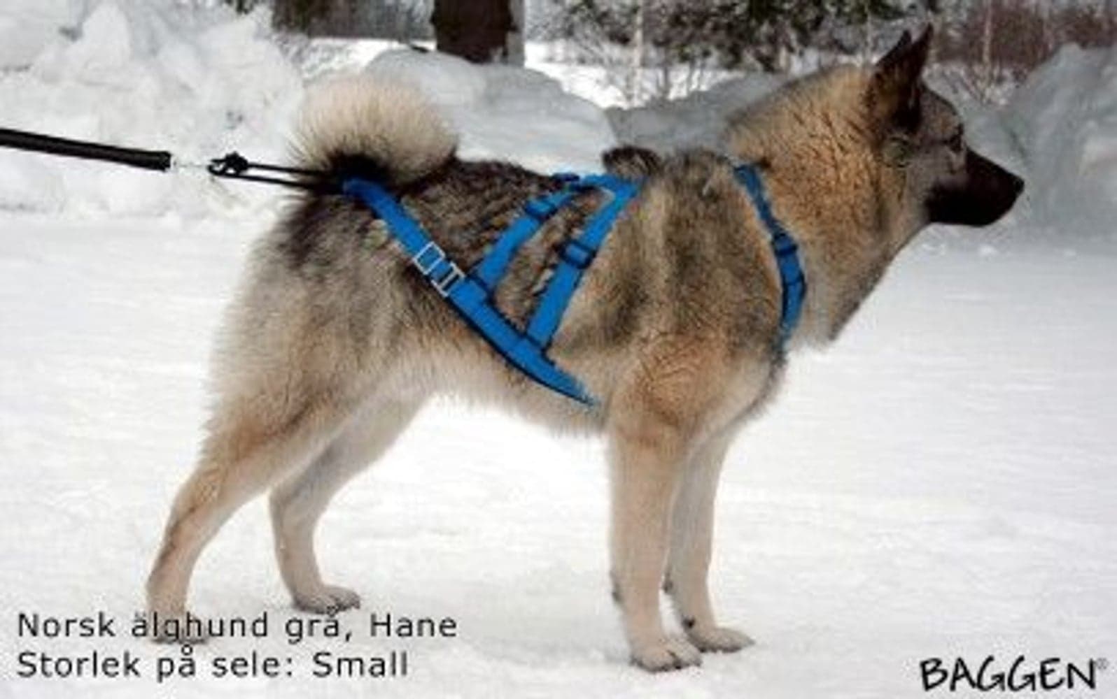 Sled Dog X-Back Blå, view: 1