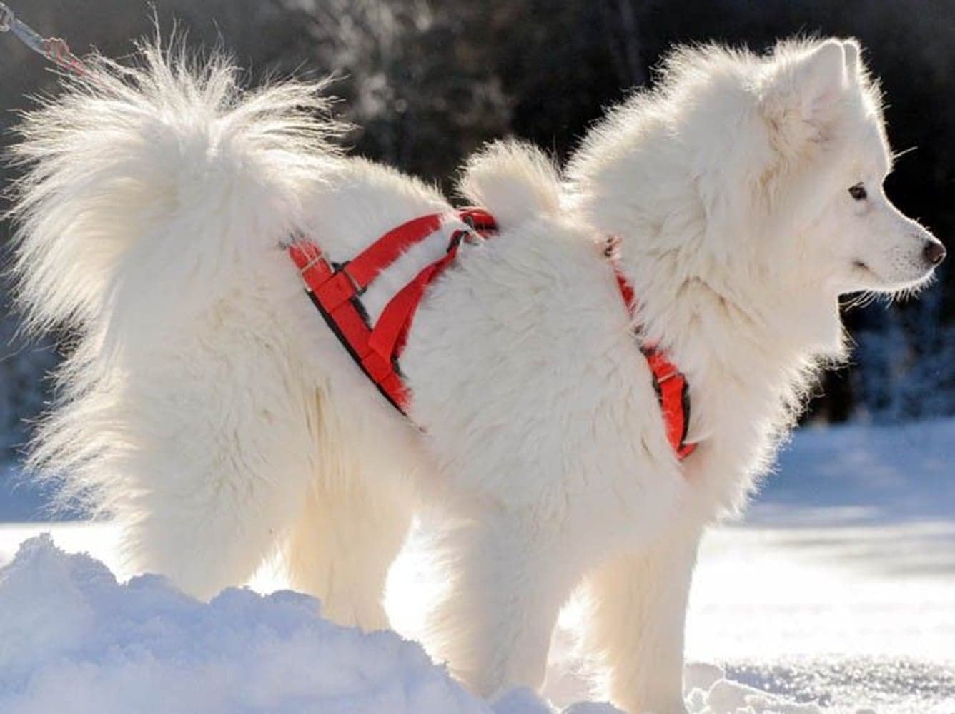 Sled Dog X-Back Röd, view: 1