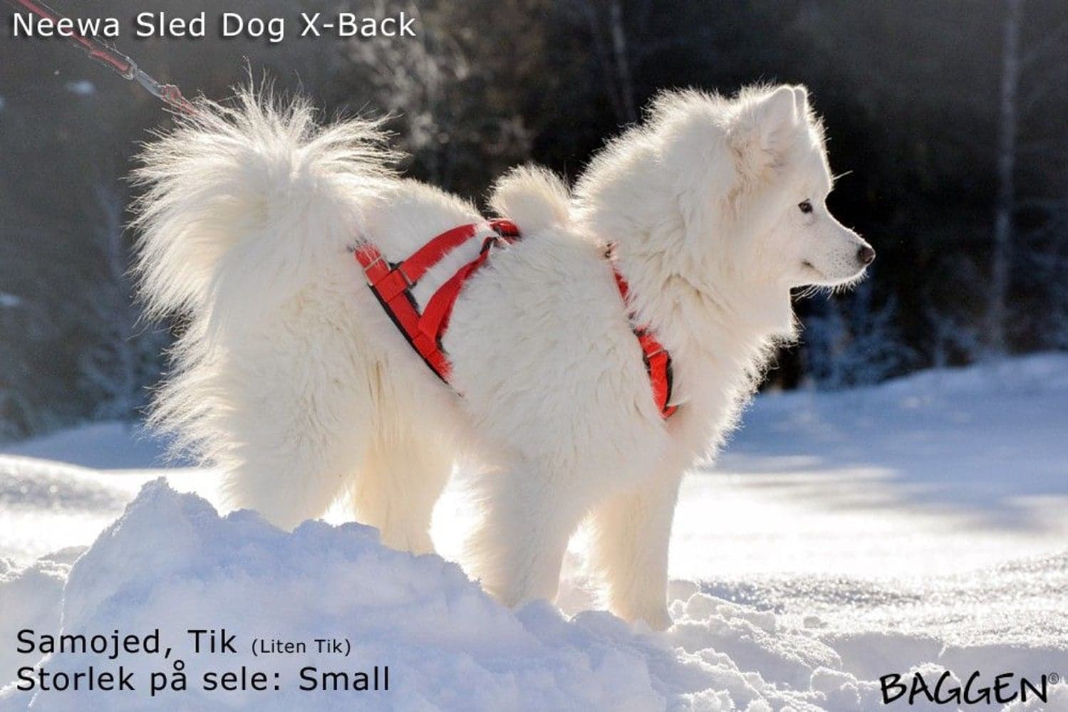 Sled Dog X-Back Gul, view: 5