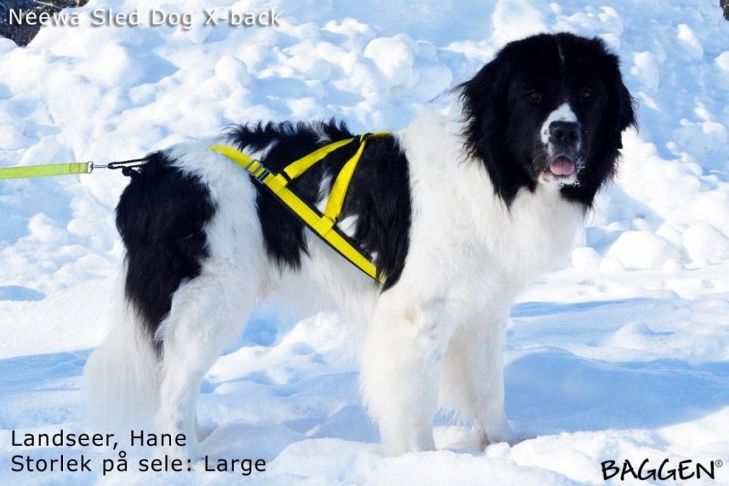 Sled Dog X-Back Gul, view: 3