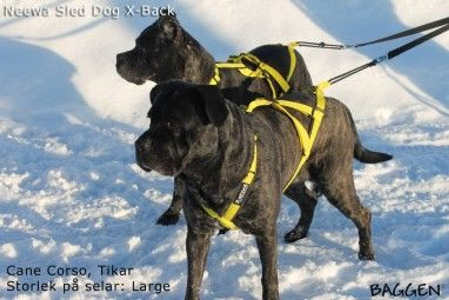 Sled Dog X-Back Blå, view: 3