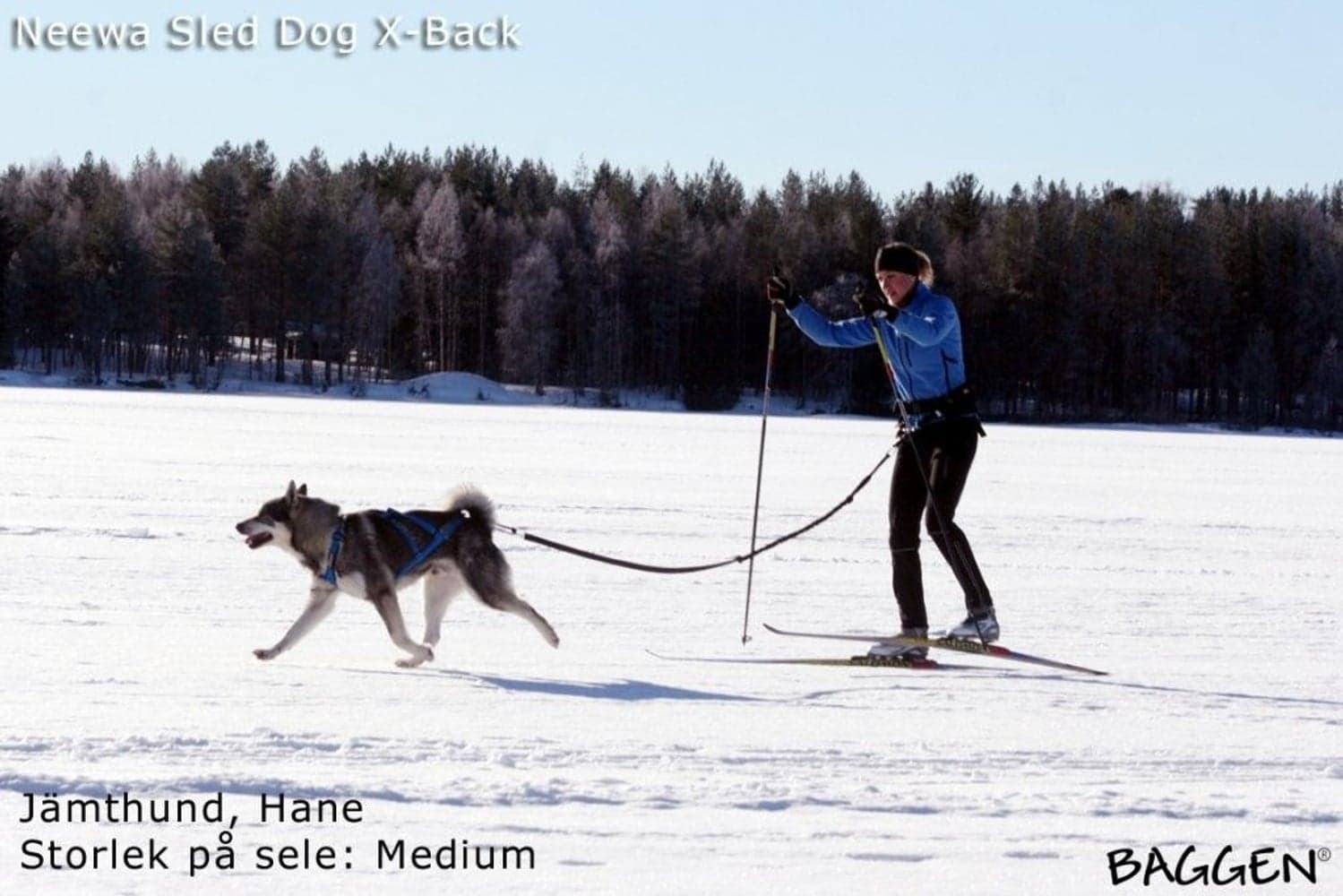 Sled Dog X-Back Gul, view: 1