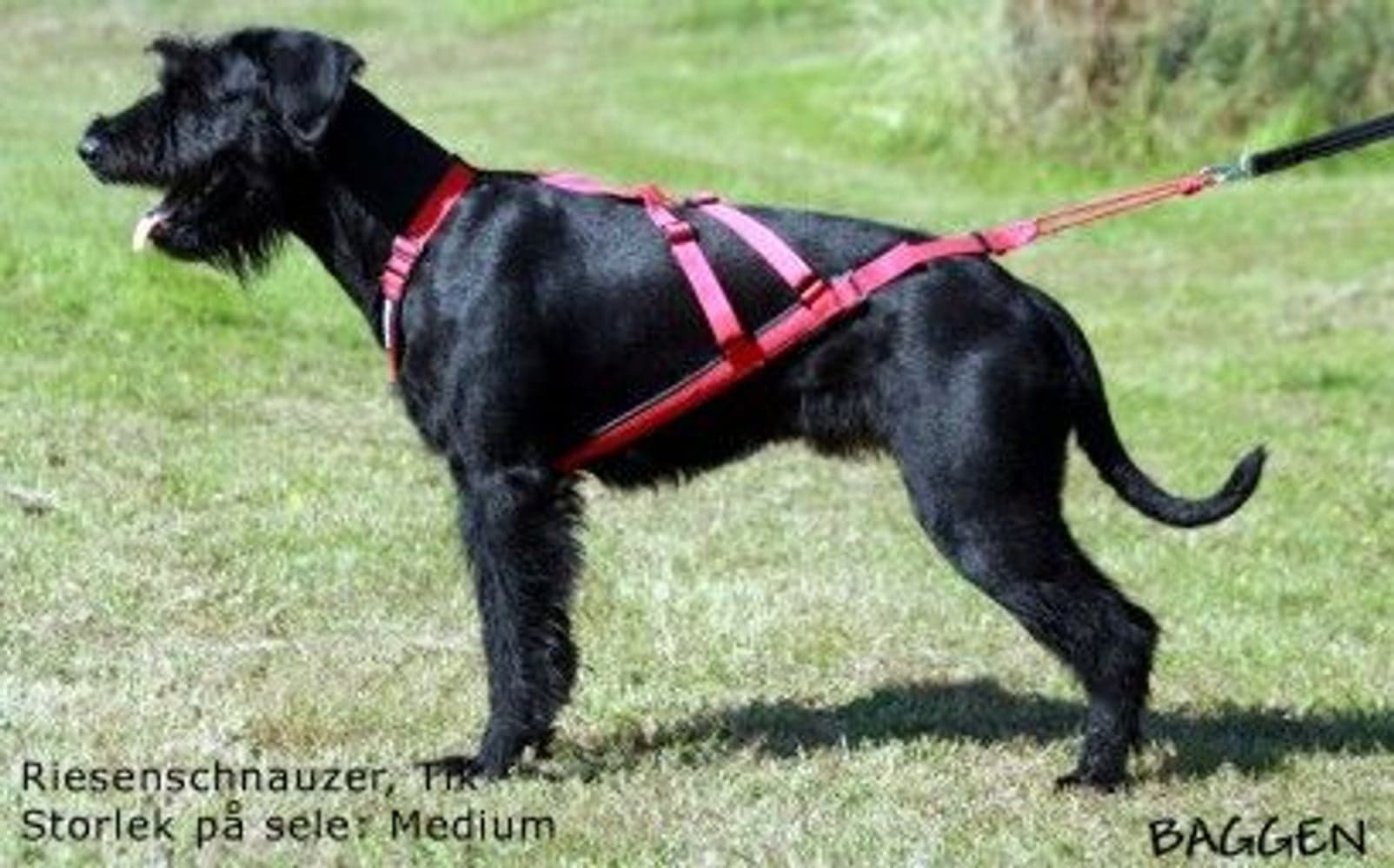 Sled Dog X-Back Blå, view: 2