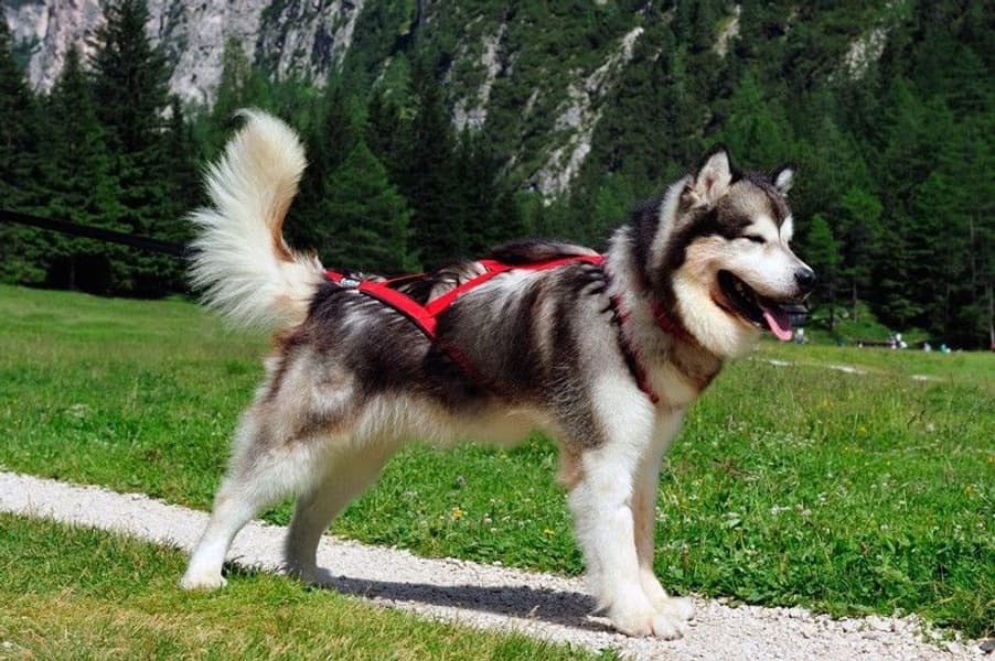 Sled Pro Dragsele Röd, view: 1