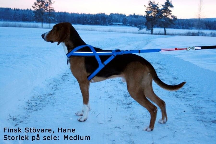 Adjustable Dragsele Blå, view: 6