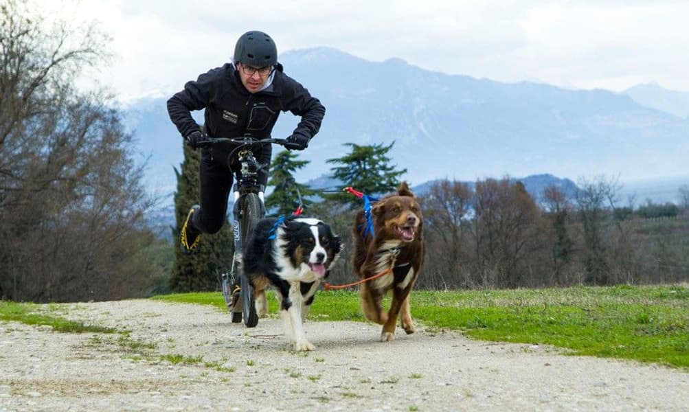 Adjustable Dragsele Blå, view: 4