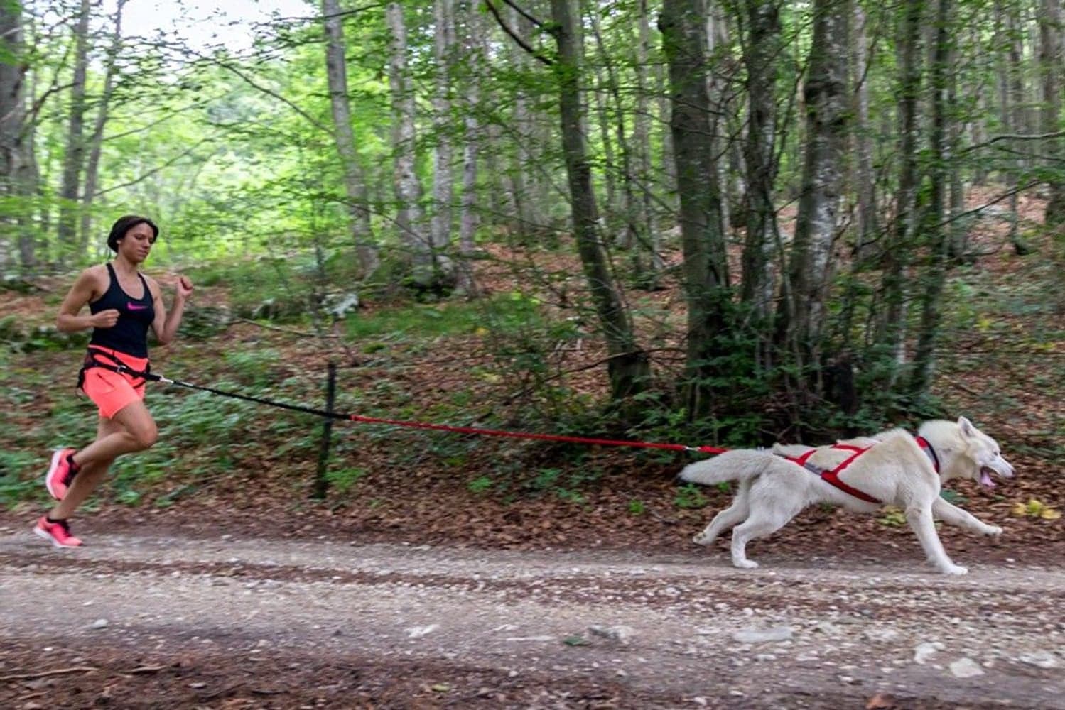 Racing Tug Line med Bungee 2,3 m, view: 1