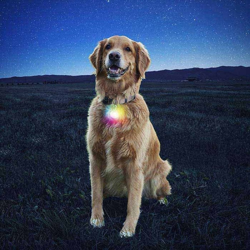 SpotLit Collar Light - Disc-O, view: 1