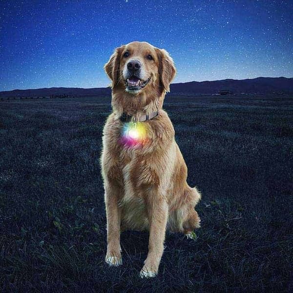 SpotLit Collar Light - Disc-O, view: 1