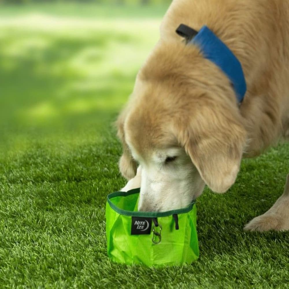 RadDog Collapsible Bowl Lime, view: 5