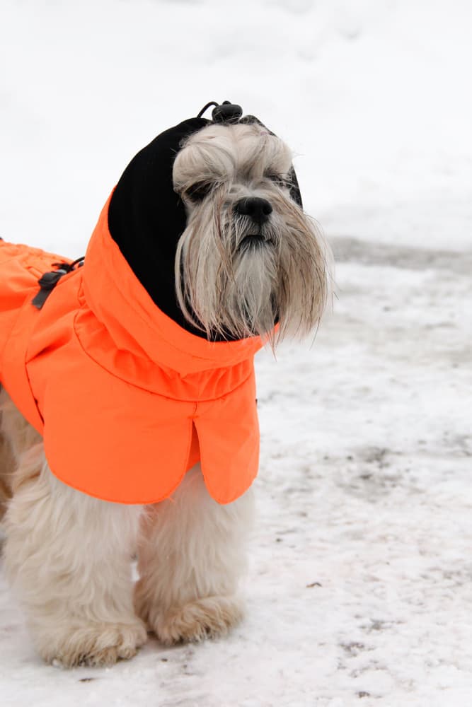 Ohto Dog Wind Jacket Grid 40 cm, view: 7