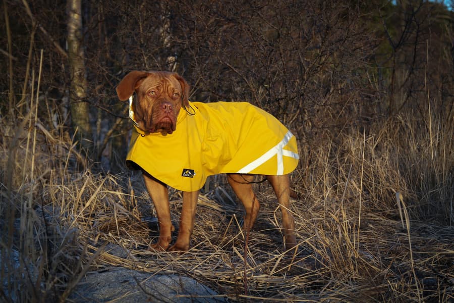 Niva Dog Raincoat Buttercup 40 cm, view: 3