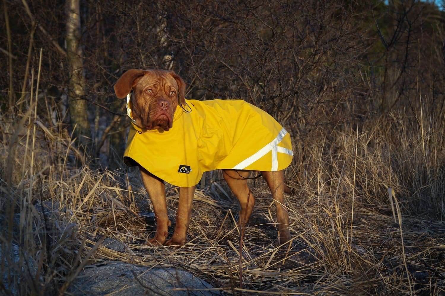 Niva Dog Raincoat Buttercup 50 cm, view: 3