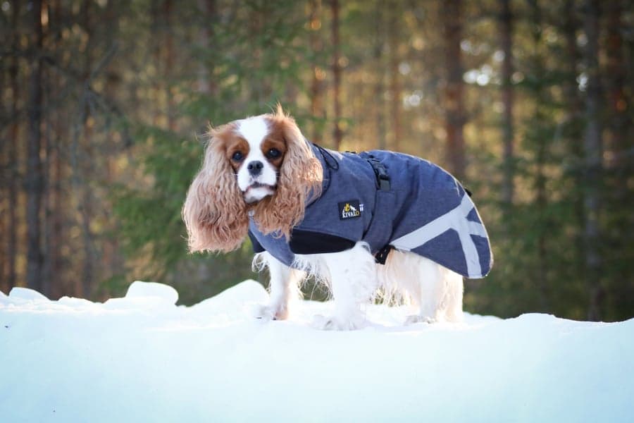 Luosto Dog Winter Jacket 40 cm Coil, view: 6