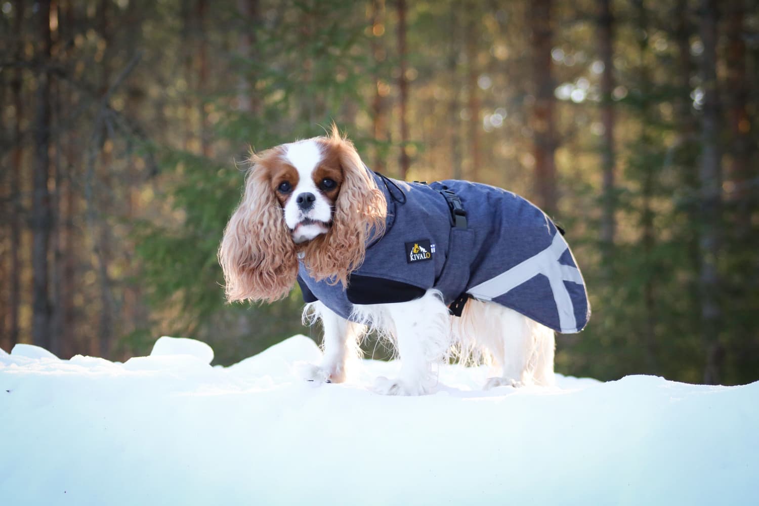 Luosto Dog Winter Jacket 50 cm Coil, view: 6
