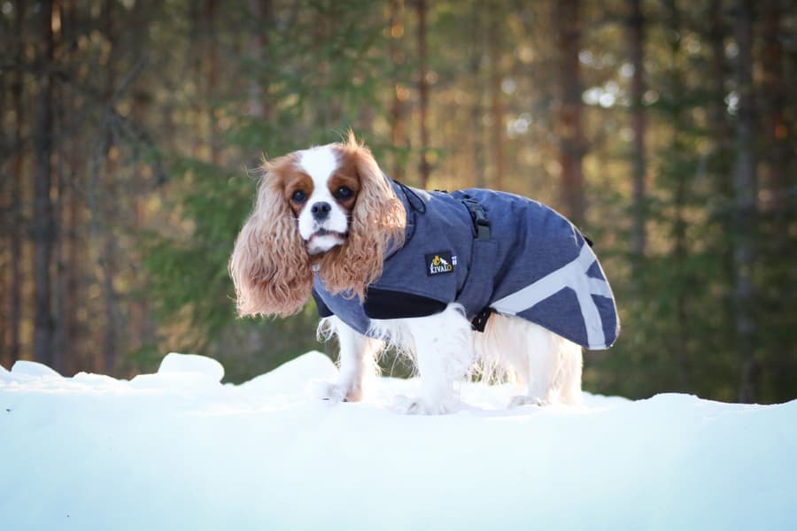 Luosto Dog Winter Jacket 60 cm Coil, view: 6