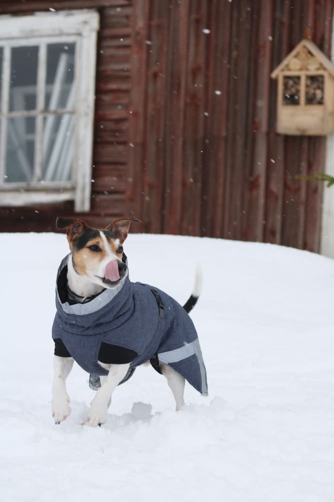 Luosto Dog Winter Jacket 60 cm Coil, view: 4