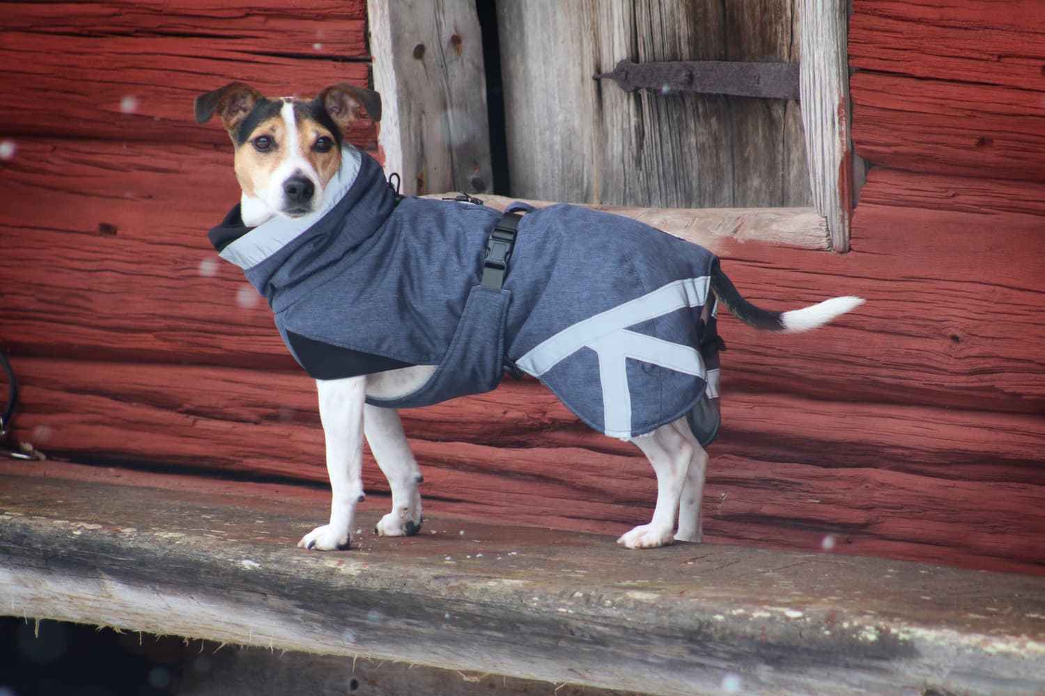 Luosto Dog Winter Jacket 60 cm Coil, view: 5