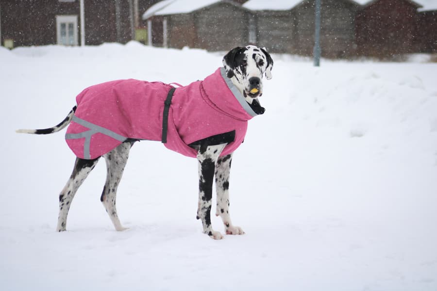 Luosto Dog Winter Jacket 40 cm Pink, view: 4