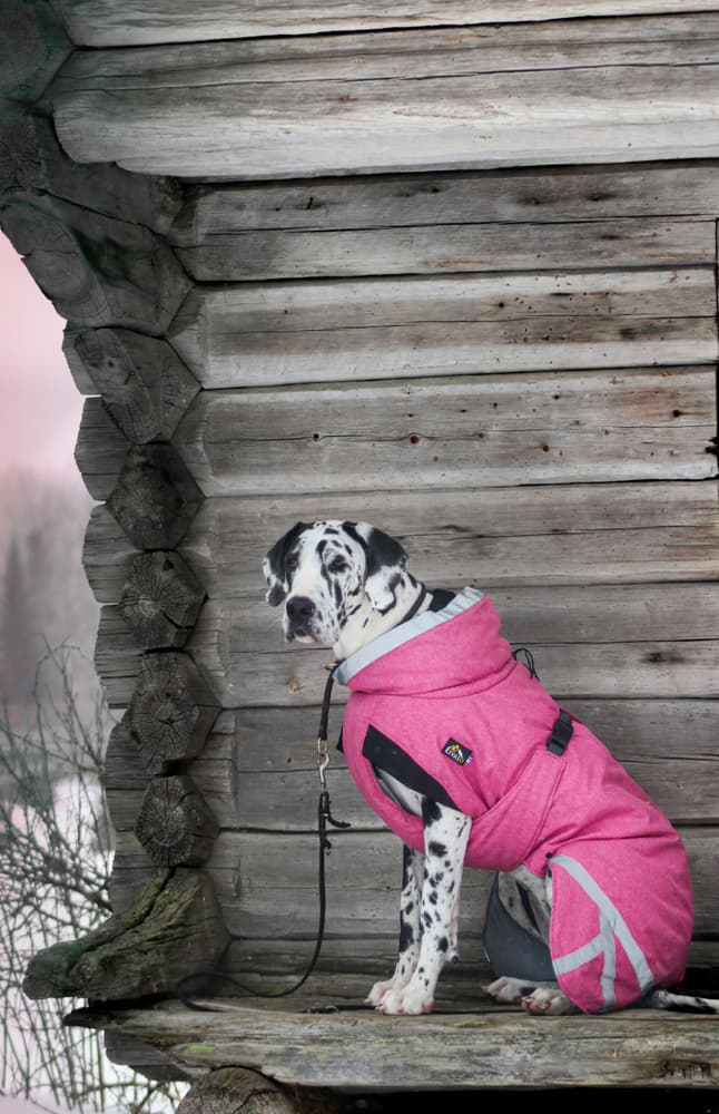 Luosto Dog Winter Jacket 35 cm Pink, view: 6