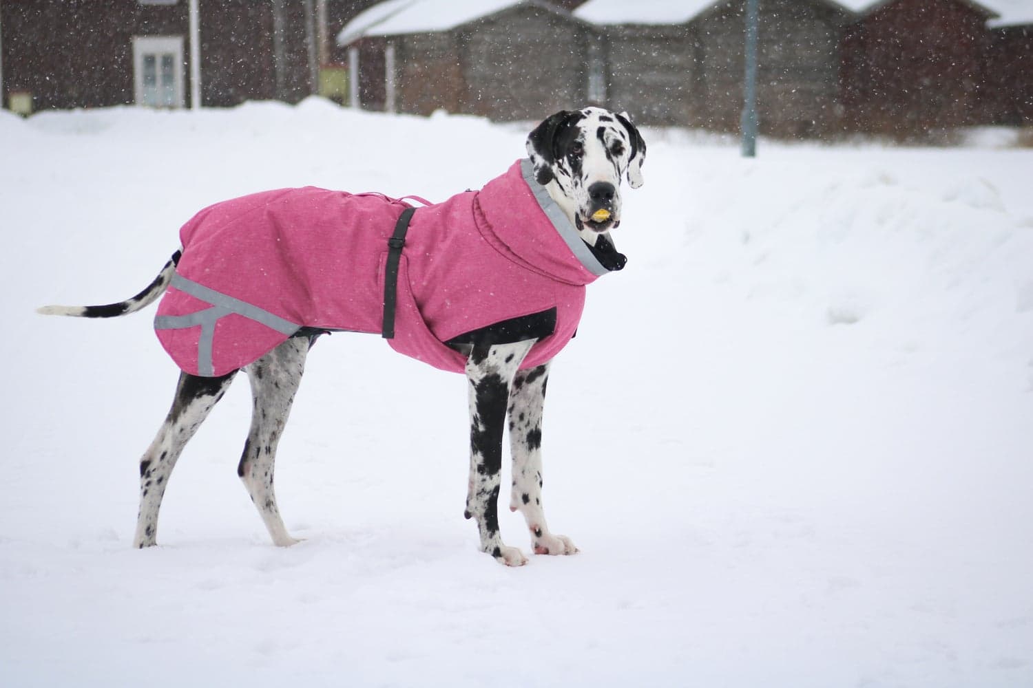 Luosto Dog Winter Jacket 45 cm Pink, view: 4