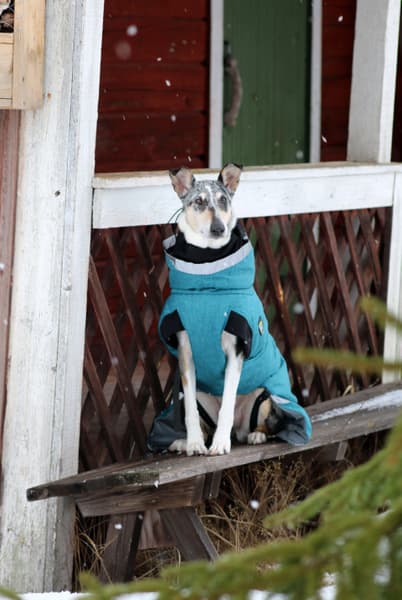 Luosto Dog Winter Jacket 55 cm Stream, view: 8