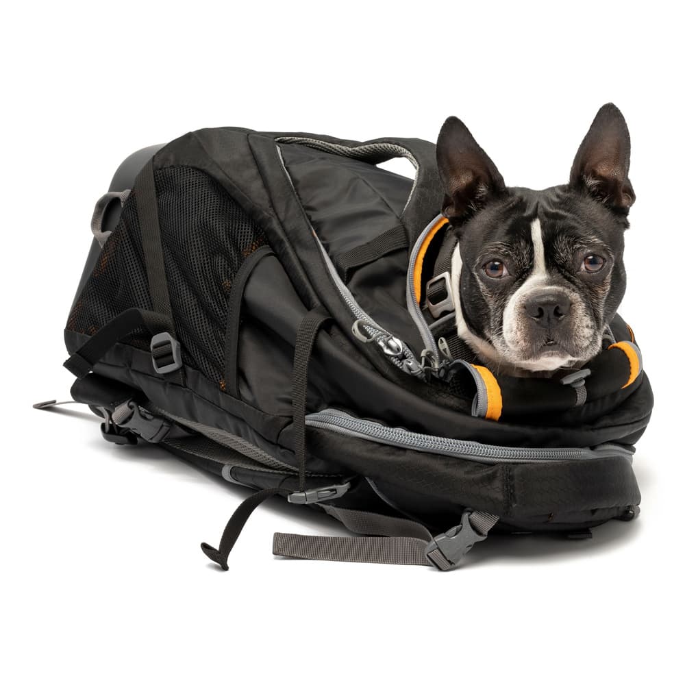 G Train K9 Pack Black, view: 3