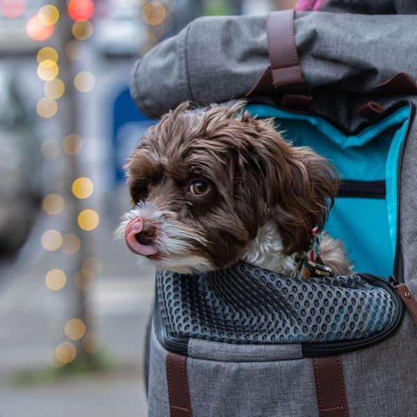 K9 Rucksack Heather Grey, view: 10