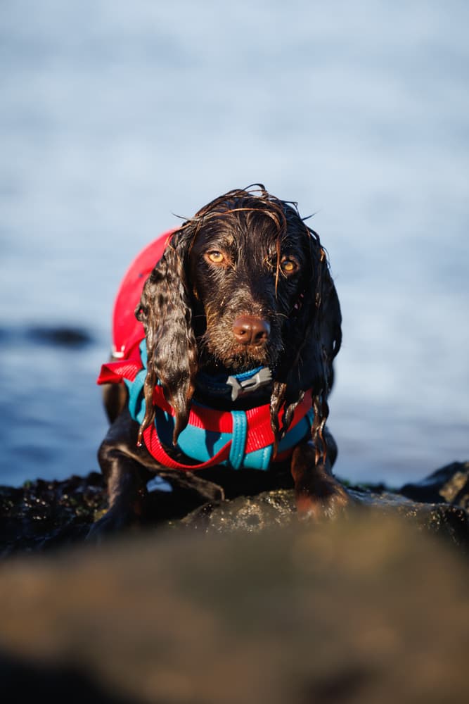 Life Jacket Surf N Turf Red, view: 1