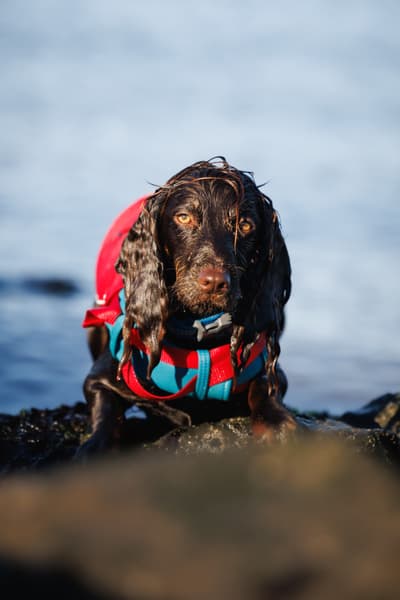 Life Jacket Surf N Turf Red, view: 1