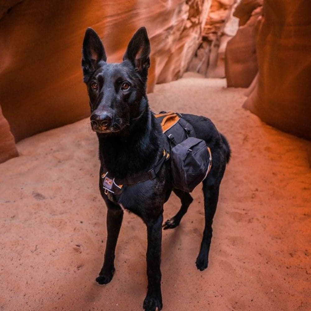 Baxter Klövjeväska Black/Orange, view: 4