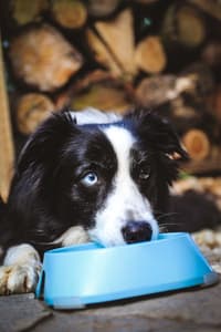 Hundskål M 400 ml Mörkgrå - view: 1