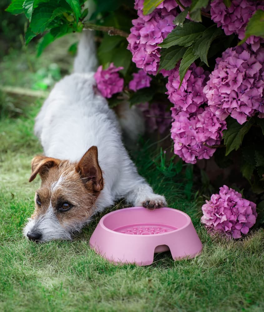 Hundskål M 400 ml Beige, view: 1