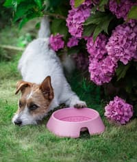 Hundskål M 400 ml Beige - view: 1