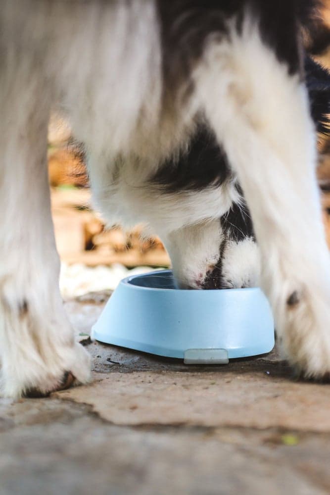 Hundskål M 400 ml Ljusblå, view: 2