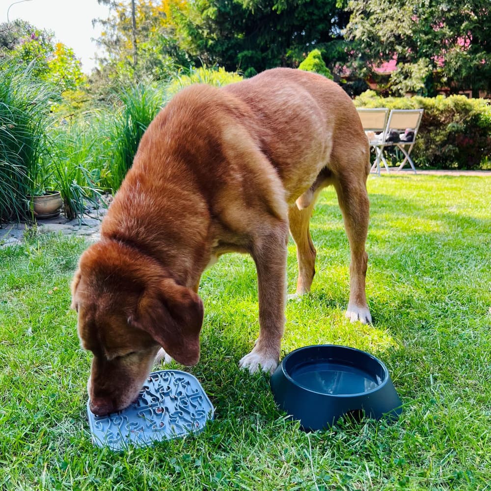 Hundskål M 400 ml Mörkgrå, view: 2