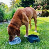 Hundskål M 400 ml Mörkgrå - view: 2